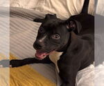 Small #1 Bullboxer Pit