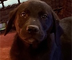 Small Photo #12 Labrador Retriever Puppy For Sale in SPOTSYLVANIA, VA, USA