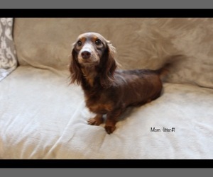 Mother of the Dachshund puppies born on 06/10/2025