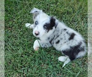 Border Collie Puppy for sale in WEST LIBERTY, KY, USA