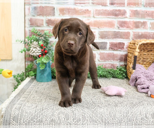 Labrador Retriever Puppy for sale in SYRACUSE, IN, USA