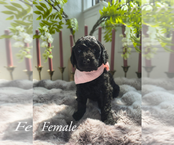 Medium Photo #4 Goldendoodle Puppy For Sale in CONROE, TX, USA
