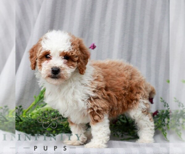 Medium Photo #4 Poodle (Miniature) Puppy For Sale in LITITZ, PA, USA