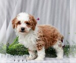Small #3 Poodle (Miniature)