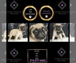 Pug Puppy for sale in WARSAW, IN, USA
