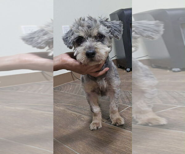 Medium Photo #2 Mutt Puppy For Sale in New York, NY, USA