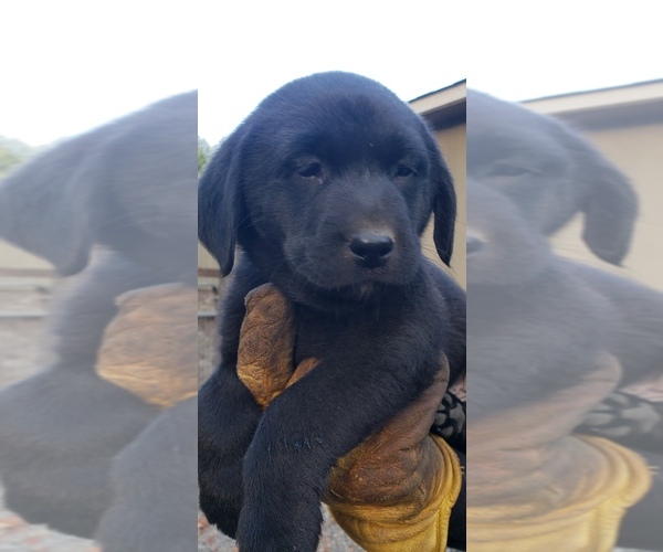 Medium Photo #129 Labrador Retriever Puppy For Sale in OLYMPIA, WA, USA