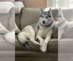 Small #4 Siberian Husky Mix