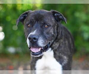 Plott Hound-Unknown Mix Dogs for adoption in Tavares, FL, USA