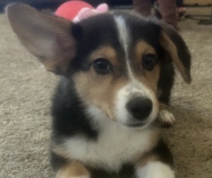Australian Shepherd-Pembroke Welsh Corgi Mix Puppy for sale in LANCASTER, CA, USA
