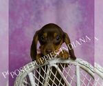 Small #3 Dachshund