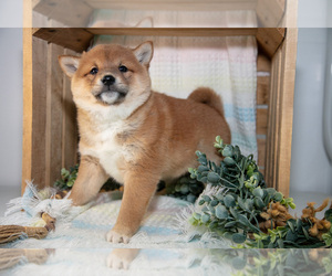 Medium Shiba Inu