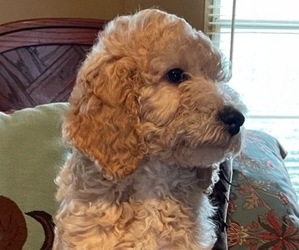 Poodle (Standard) Puppy for sale in ASHER, OK, USA