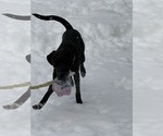 Small Photo #3 Catahoula Leopard Dog-Labrador Retriever Mix Puppy For Sale in Strongsville, OH, USA