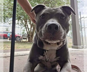 BENNY - Male American Pit Bull Terrier-Unknown Mix Dog for Adoption - Photo #2