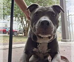 Small #1 American Pit Bull Terrier Mix