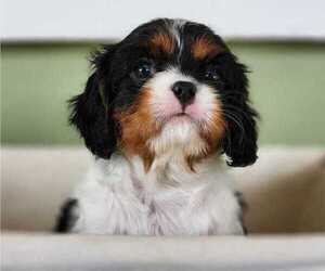 Cavalier King Charles Spaniel Puppy for sale in LONGVIEW, WA, USA