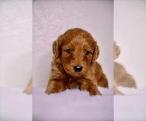 Goldendoodle Puppy for sale in LEMOORE, CA, USA