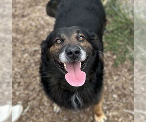 Mutt Dogs for adoption in Rohnert Park, CA, USA