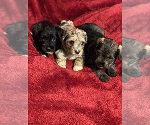 Schnauzer (Miniature) Puppy for sale in BOLIVAR, TN, USA