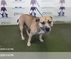 Mutt Dogs for adoption in Orlando, FL, USA