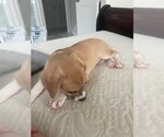 Small #12 Beagle Mix