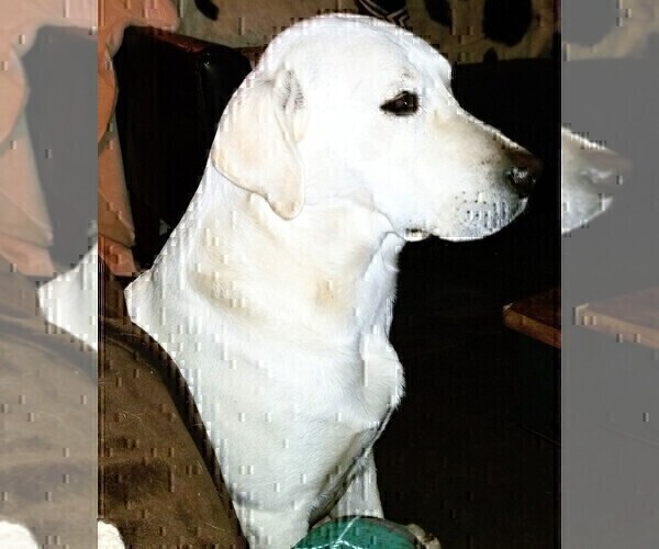 Medium Photo #1 Labrador Retriever Puppy For Sale in JOPLIN, MO, USA