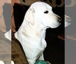 Small Photo #1 Labrador Retriever Puppy For Sale in JOPLIN, MO, USA