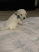 Small Photo #30 Goldendoodle Puppy For Sale in VACAVILLE, CA, USA