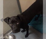 Small Mastiff