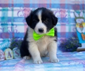 Border Collie-Unknown Mix Puppy for sale in LANCASTER, PA, USA