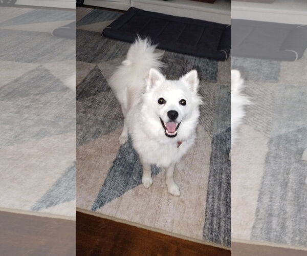 Medium Photo #2 American Eskimo Dog Puppy For Sale in Pikesville, MD, USA