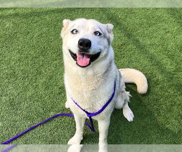 Medium Photo #2 Siberian Husky-Unknown Mix Puppy For Sale in Orange, CA, USA
