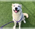 Small #1 Siberian Husky Mix