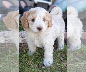 Bernedoodle (Miniature) Puppy for sale in ROY, UT, USA