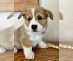 Small Photo #2 Pembroke Welsh Corgi Puppy For Sale in ROCK VALLEY, IA, USA