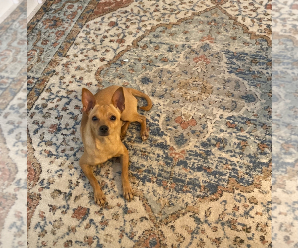 Medium Photo #1 Chihuahua Puppy For Sale in MARYSVILLE, CA, USA