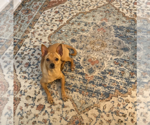 Father of the Chihuahua puppies born on 06/22/2025