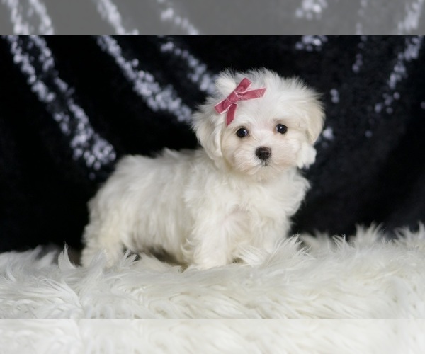 Medium Photo #4 Maltese Puppy For Sale in WARSAW, IN, USA