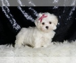 Small #3 Maltese