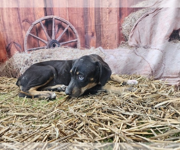 Medium Photo #10 Catahoula Leopard Dog Puppy For Sale in CUMBY, TX, USA