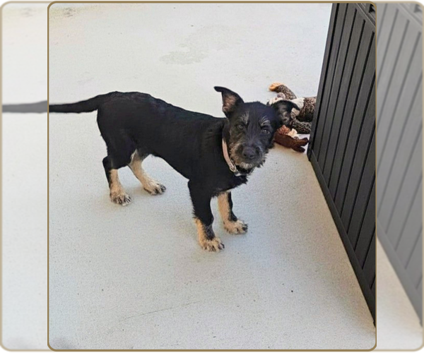 Medium Photo #15 German Shepherd Dog-Unknown Mix Puppy For Sale in Pacifica, CA, USA