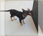Small #14 German Shepherd Dog Mix