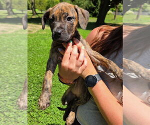 American Pit Bull Terrier-Unknown Mix Dogs for adoption in Clarkston, MI, USA