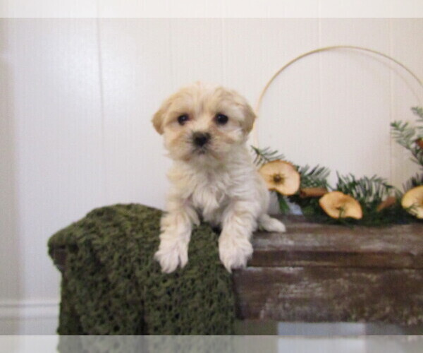 Medium Photo #19 Maltipoo (Miniature) Puppy For Sale in SUGARCREEK, OH, USA