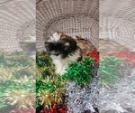 Small Photo #4 Shih Tzu Puppy For Sale in GREENWOOD, WI, USA