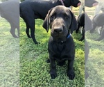 Small Photo #6 Labrador Retriever Puppy For Sale in TROUT LAKE, WA, USA