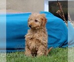 Small #2 Goldendoodle (Miniature)