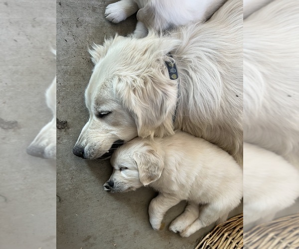 Medium Photo #17 Golden Retriever Puppy For Sale in WILTON, CA, USA