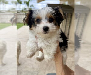 Mutt Dogs for adoption in Boca Raton, FL, USA